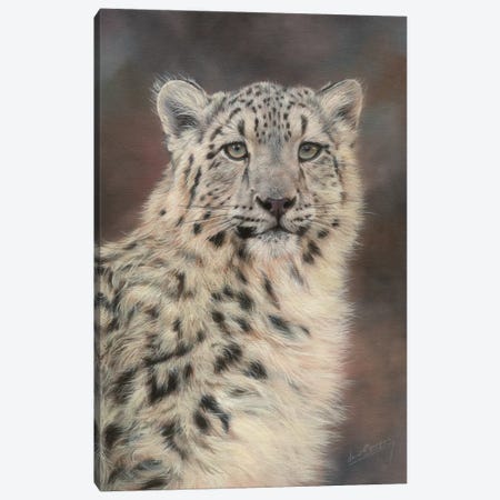 Snow Leopard Portrait Canvas Print #STG100} by David Stribbling Canvas Artwork
