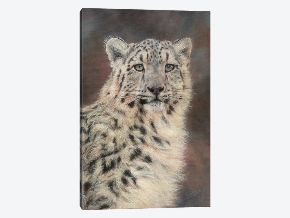 Snow Leopard Portrait by David Stribbling 1-piece Canvas Wall Art