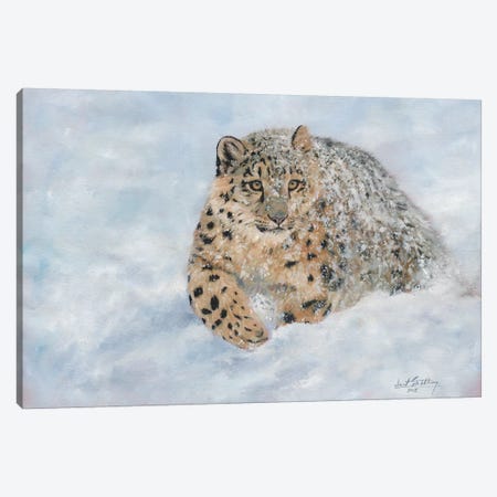 Snow Leopard Snow Final Canvas Print #STG101} by David Stribbling Canvas Art