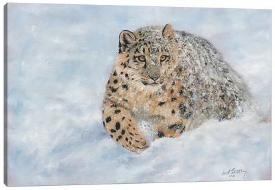 Snow Leopard Snow Final Canvas Art Print - David Stribbling