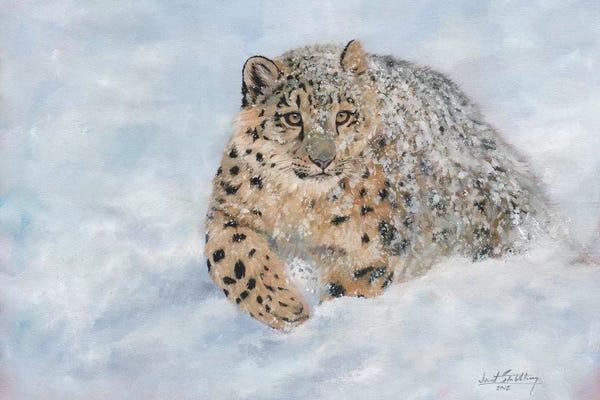 Leopards: Snow Leopard Snow Final by David Stribbling