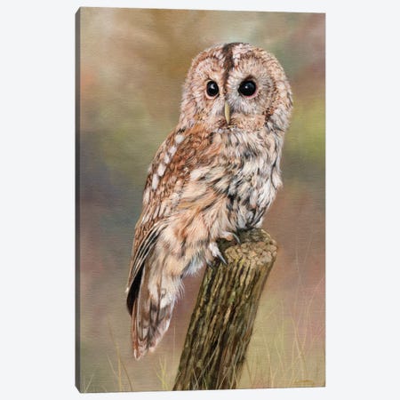 Tawny Owl Canvas Print #STG102} by David Stribbling Canvas Artwork