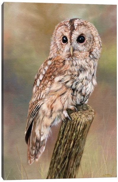 Tawny Owl Canvas Art Print - David Stribbling