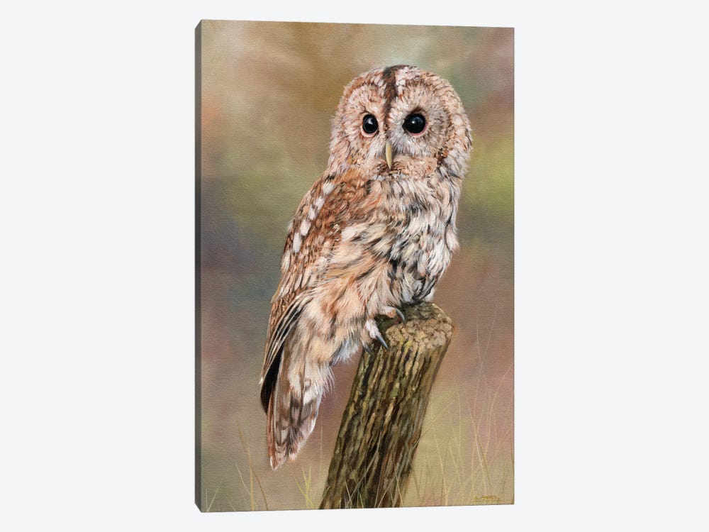 Tawny Owl by David Stribbling 1-piece Canvas Artwork