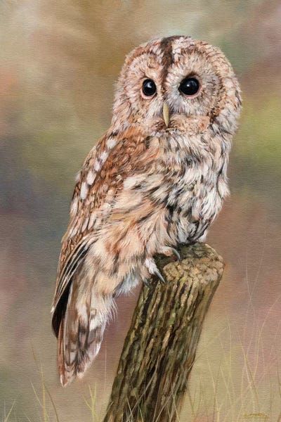 Photorealism: Tawny Owl by David Stribbling
