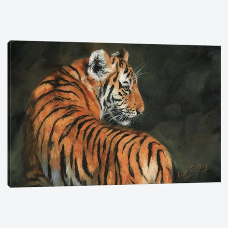 Tiger At Night Canvas Print #STG105} by David Stribbling Art Print