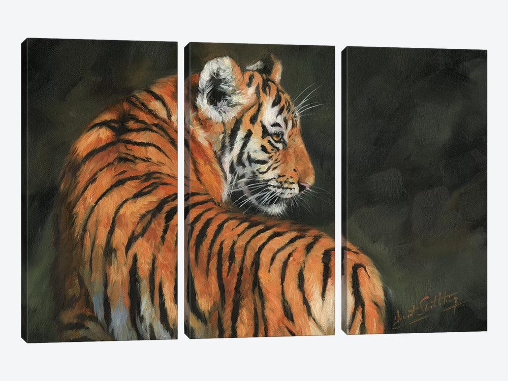 Tiger At Night by David Stribbling 3-piece Canvas Print