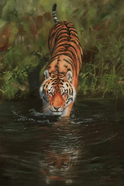 Tiger Cooling Off by David Stribbling art print