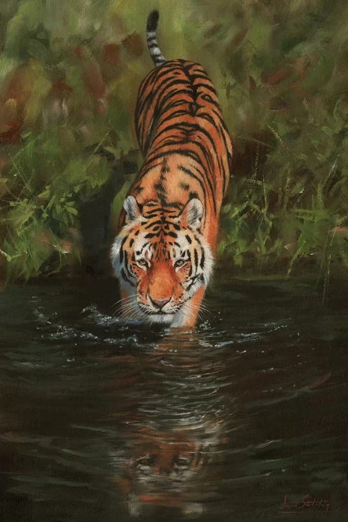 Tiger Cooling Off