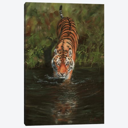Tiger Cooling Off Canvas Print #STG106} by David Stribbling Art Print