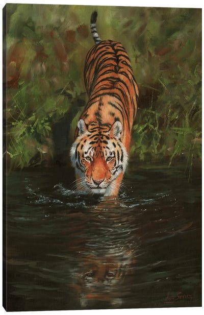 Tiger Cooling Off Canvas Art Print - David Stribbling