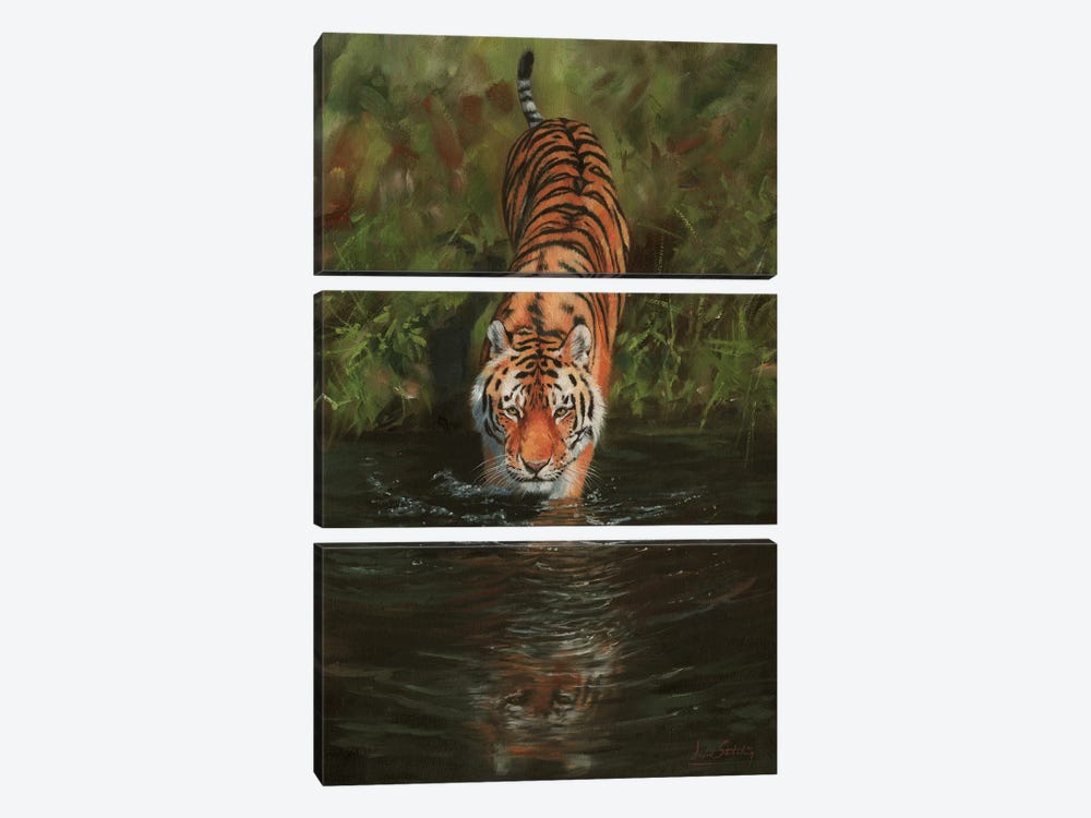 Tiger Cooling Off by David Stribbling 3-piece Canvas Artwork