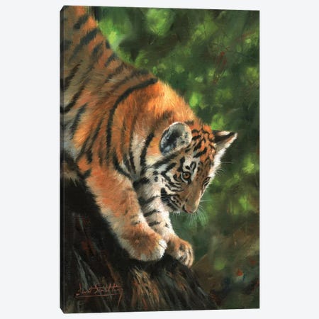 Tiger Cub Climbing Down Tree Canvas Print #STG107} by David Stribbling Canvas Print