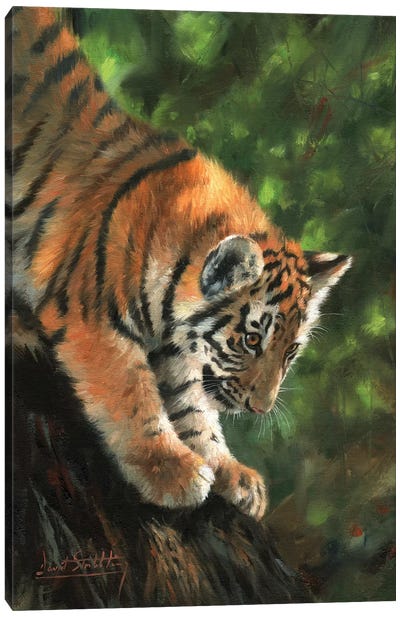 Tiger Cub Climbing Down Tree Canvas Art Print - David Stribbling