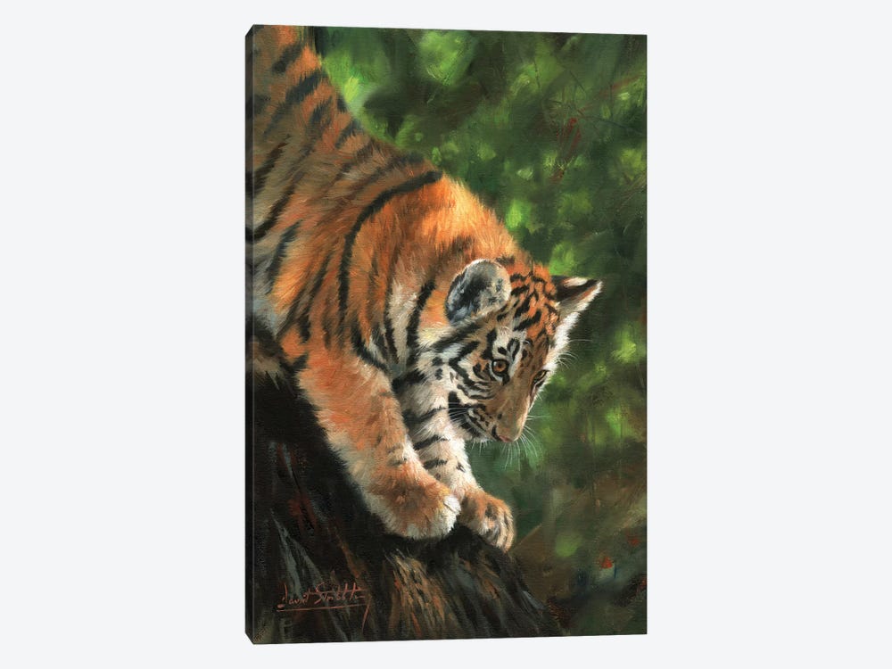 Tiger Cub Climbing Down Tree by David Stribbling 1-piece Art Print