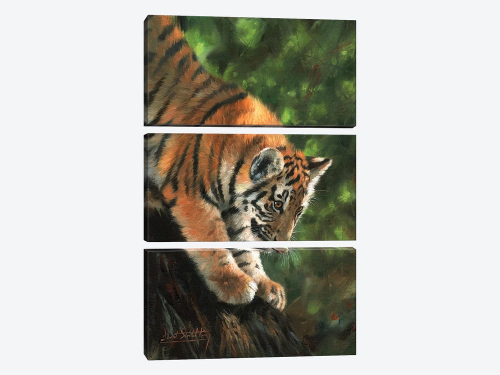 Tiger Cub Climbing Down Tree by David Stribbling 3-piece Canvas Art Print
