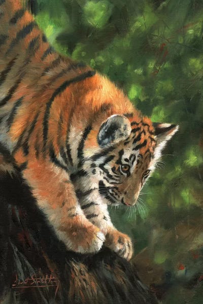 David Stribbling: Tiger Cub Climbing Down Tree by David Stribbling