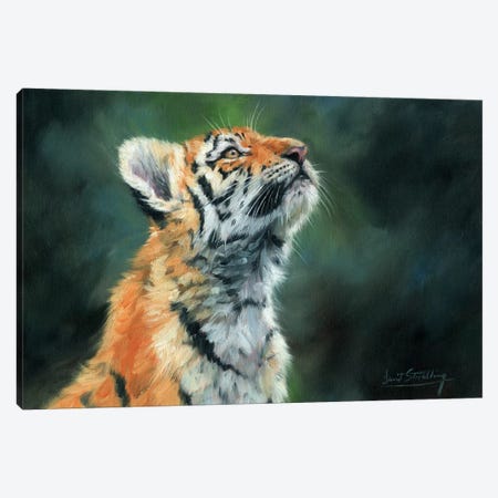 Tiger Cub Looking Up Canvas Print #STG108} by David Stribbling Canvas Wall Art