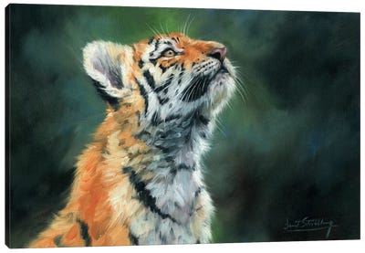 Tiger Cub Looking Up Canvas Art Print - David Stribbling