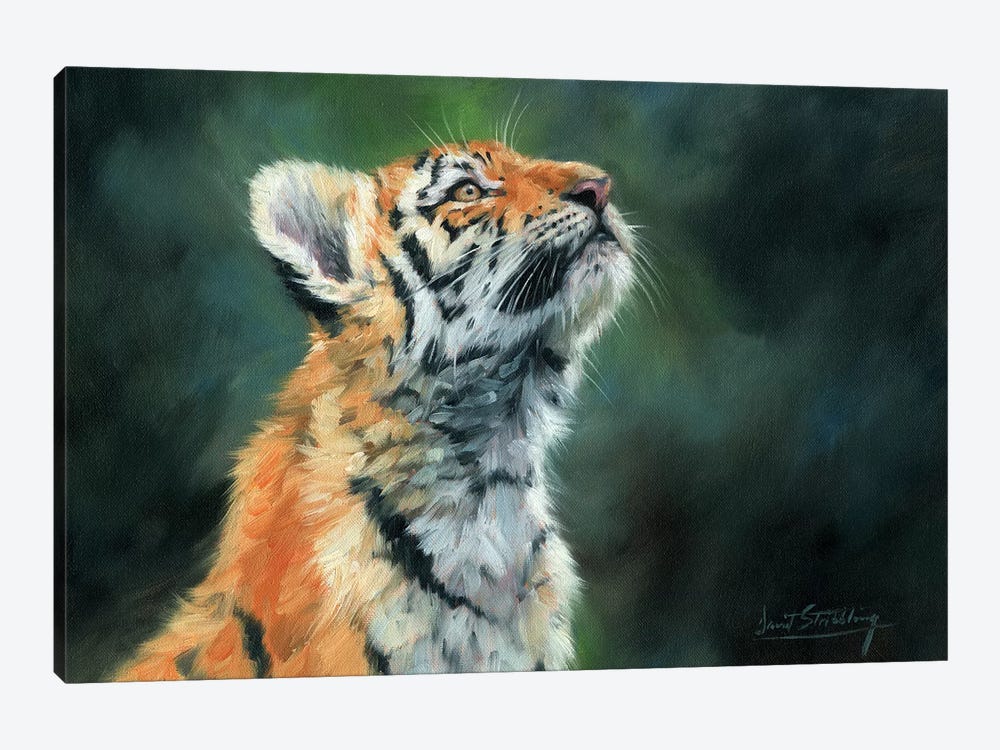 Tiger Cub Looking Up by David Stribbling 1-piece Canvas Wall Art