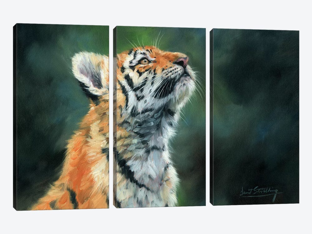 Tiger Cub Looking Up by David Stribbling 3-piece Canvas Art
