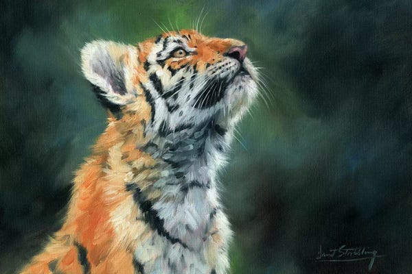 David Stribbling: Tiger Cub Looking Up by David Stribbling