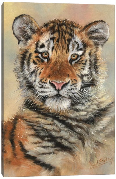 Tiger Cub Portrait Canvas Art Print - David Stribbling