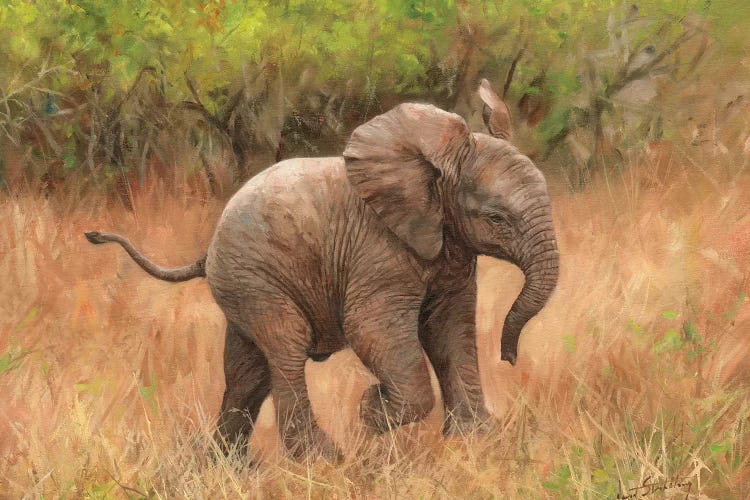 Baby African Elephant Canvas Wall Art by David Stribbling | iCanvas