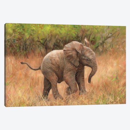 Baby African Elephant Canvas Print #STG10} by David Stribbling Art Print