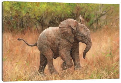 Baby African Elephant Canvas Art Print - David Stribbling