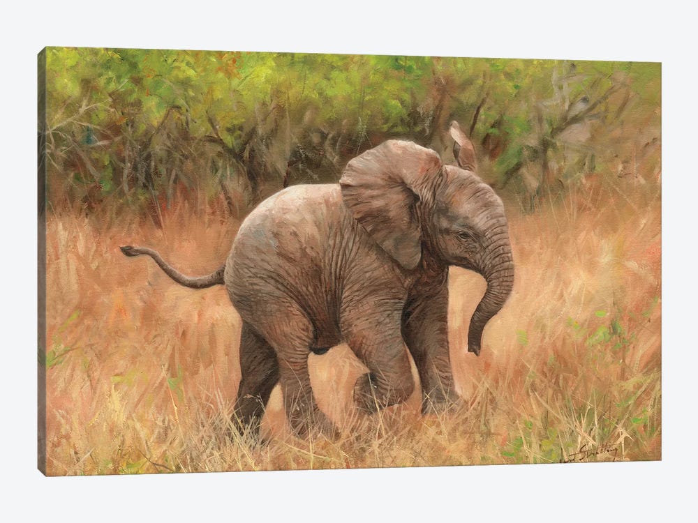 Baby African Elephant by David Stribbling 1-piece Canvas Art