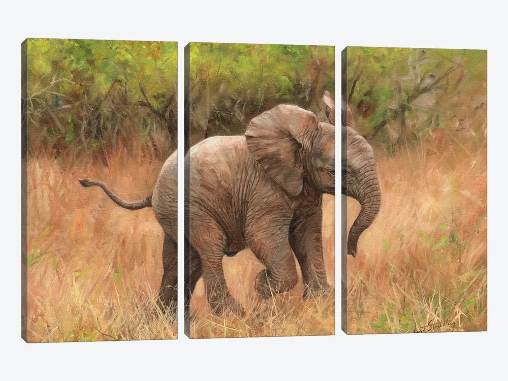 Baby African Elephant by David Stribbling 3-piece Canvas Wall Art