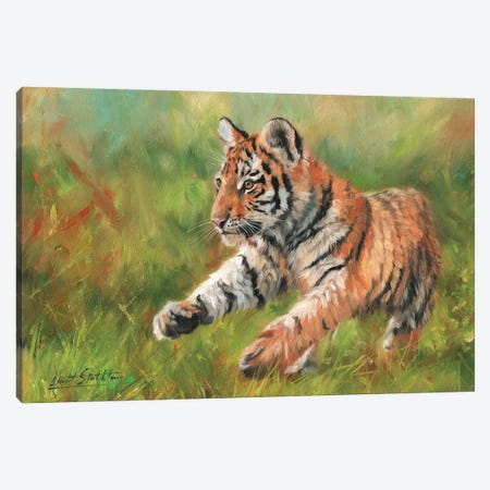 Tiger Cub Running Canvas Print #STG110} by David Stribbling Canvas Print