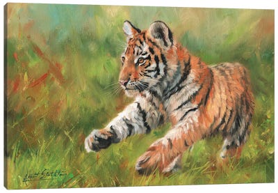 Tiger Cub Running Canvas Art Print - David Stribbling