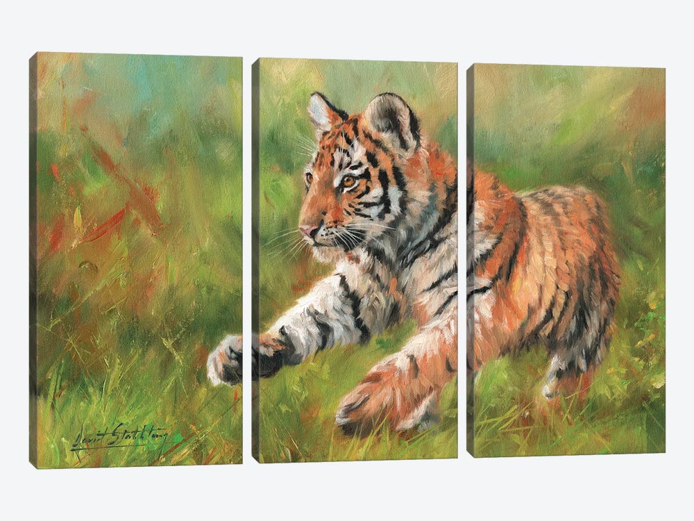 Tiger Cub Running by David Stribbling 3-piece Canvas Print