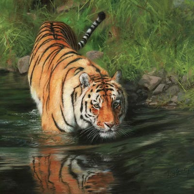 Tiger Entering River Canvas Art by David Stribbling | iCanvas
