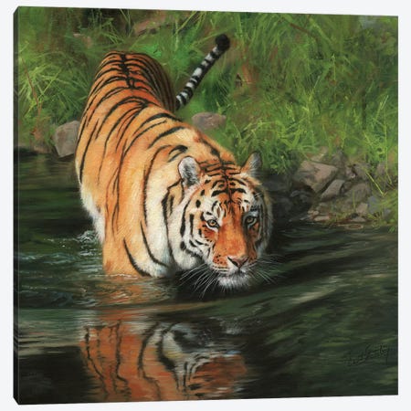 Tiger Entering River Canvas Print #STG111} by David Stribbling Canvas Print