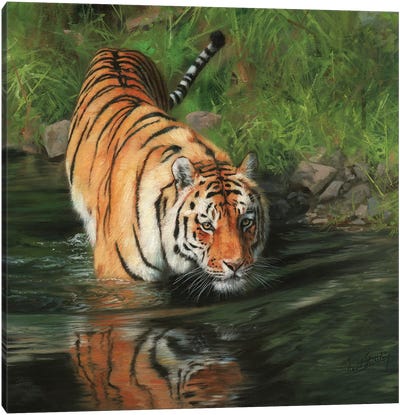 Tiger Entering River Canvas Art Print - David Stribbling