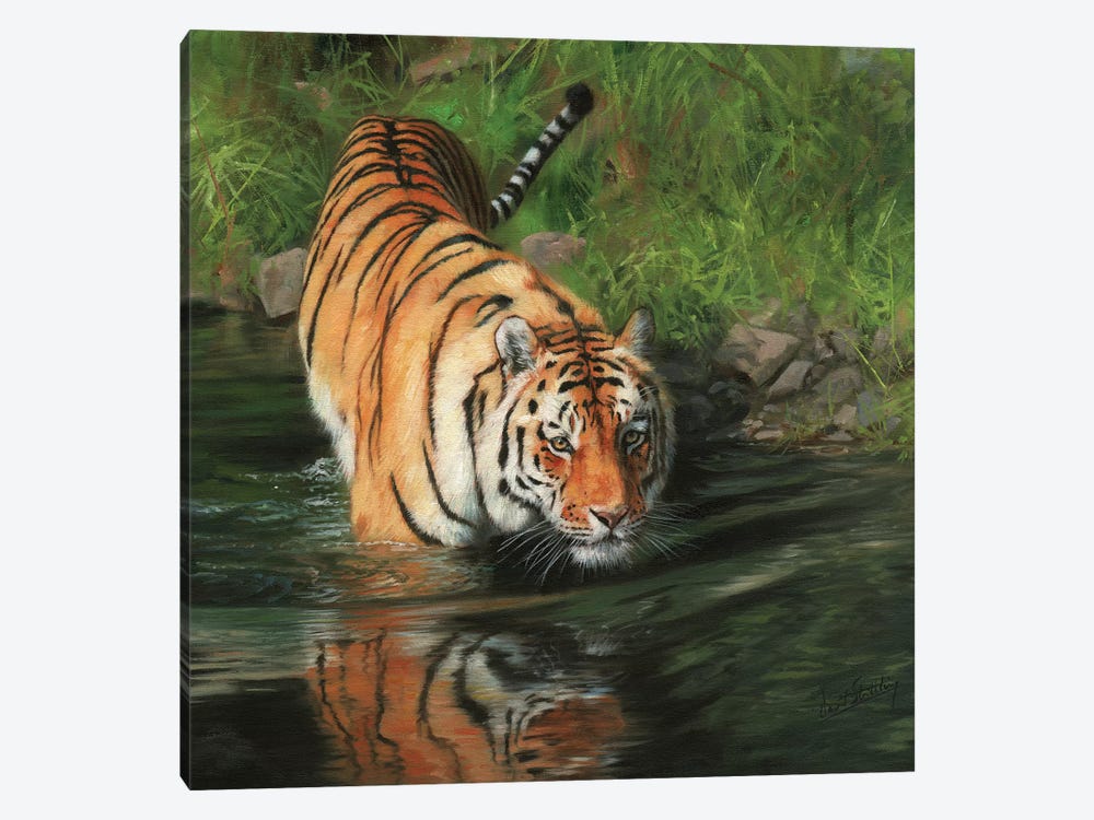 Tiger Entering River by David Stribbling 1-piece Canvas Artwork