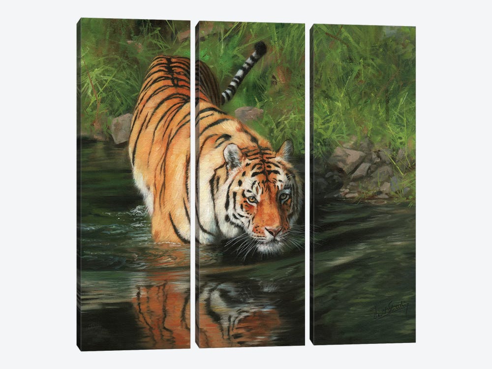 Tiger Entering River by David Stribbling 3-piece Canvas Art
