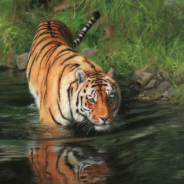 Tigers: Tiger Entering River by David Stribbling
