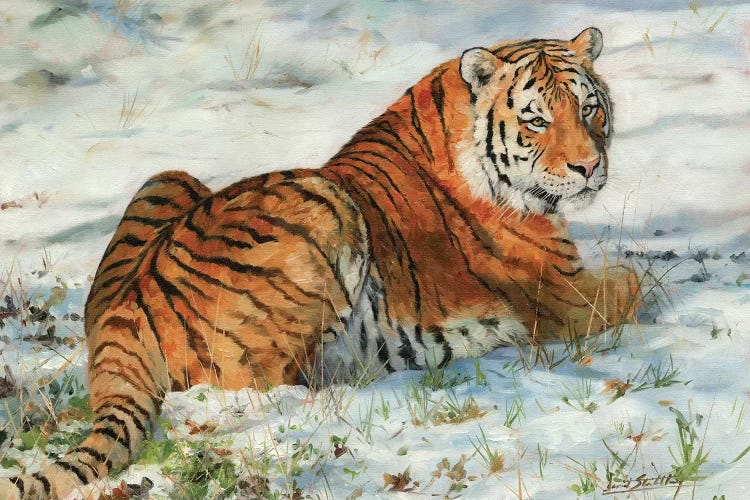 Tiger In Snow