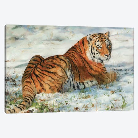 Tiger In Snow Canvas Print #STG112} by David Stribbling Art Print