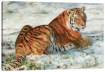 Tiger In Snow Canvas Art Print - David Stribbling
