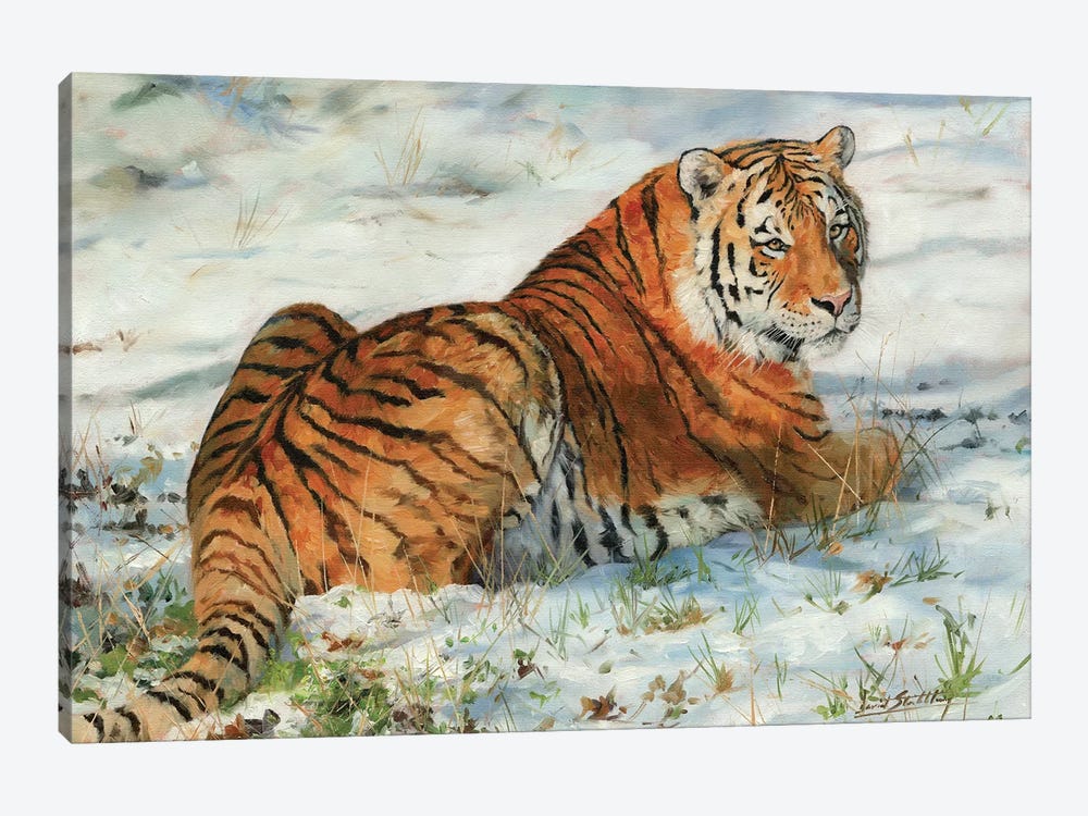 Tiger In Snow by David Stribbling 1-piece Canvas Art Print