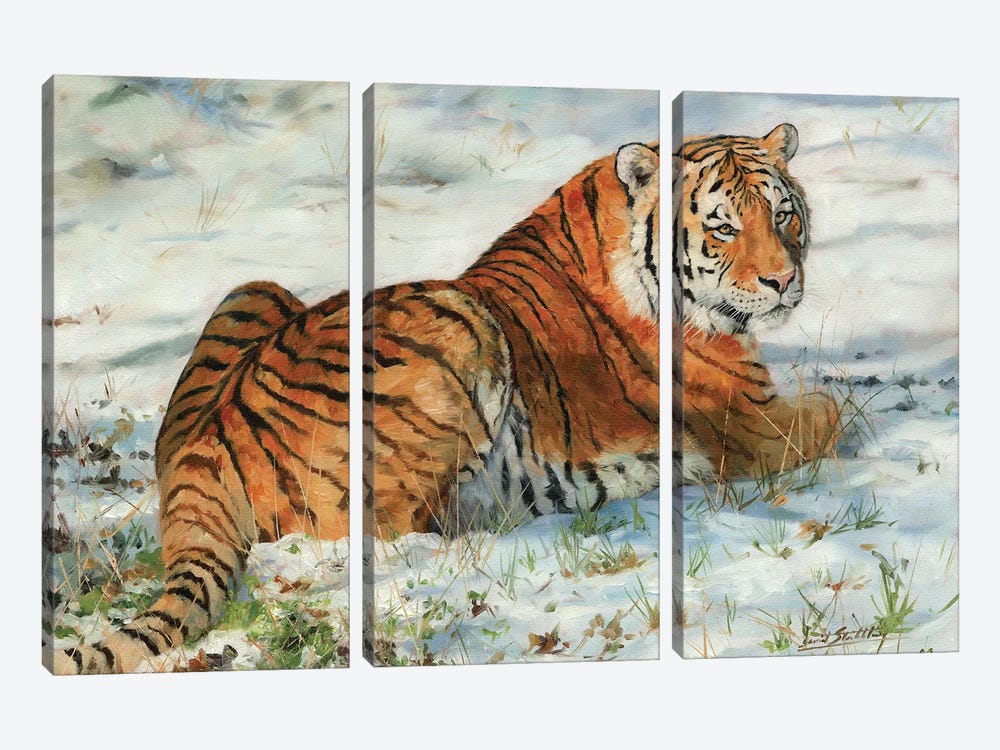 Tiger In Snow by David Stribbling 3-piece Canvas Print