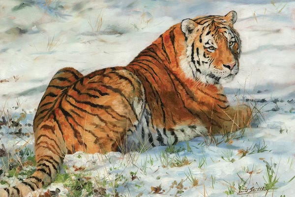 David Stribbling: Tiger In Snow by David Stribbling