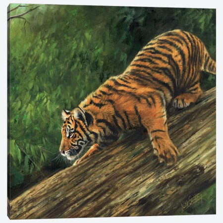 Tiger In Tree Canvas Print #STG113} by David Stribbling Canvas Art Print