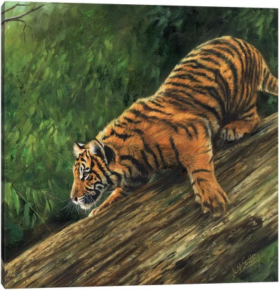 Tiger In Tree Canvas Art Print - Photorealism Art