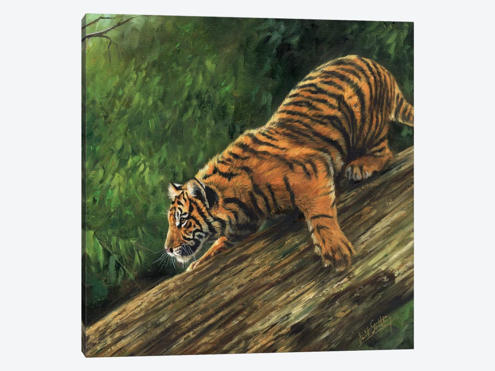 Tiger In Tree by David Stribbling 1-piece Canvas Artwork